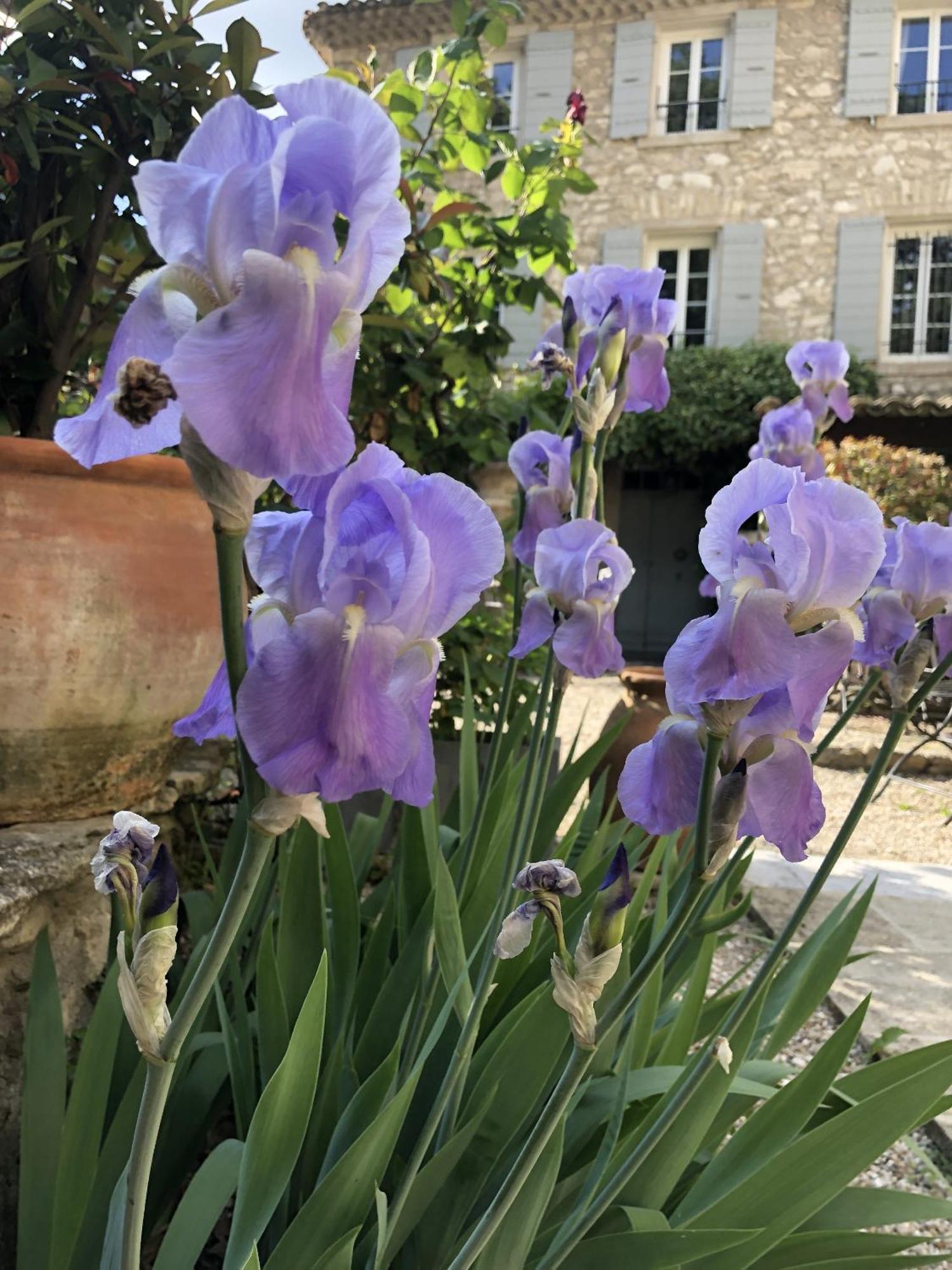 La Figuiere Fontaine De Vaucluse Bed & Breakfast Ngoại thất bức ảnh